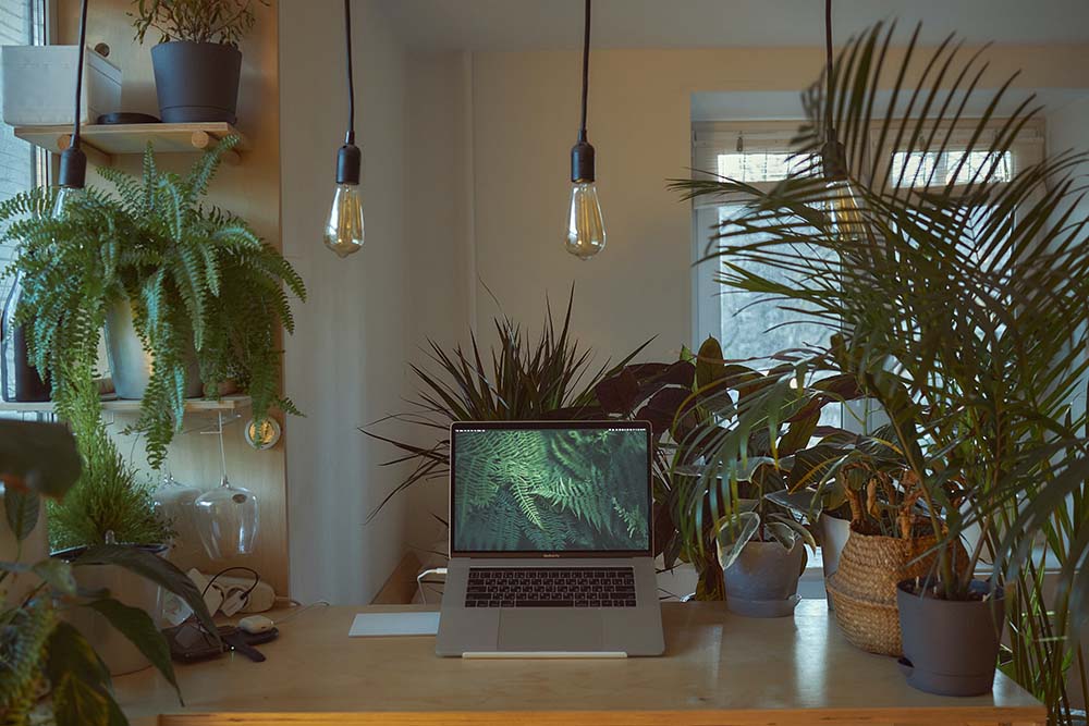 A laptop on a desk surrounded by plants