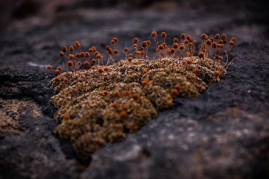 A close-up image of mold fungus growing in soil