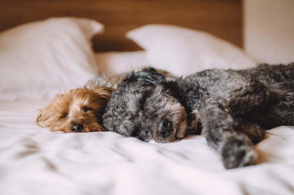 Two terriers sleeping on a bed