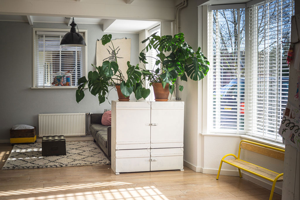 Clean room with lots of light and a couple of plants