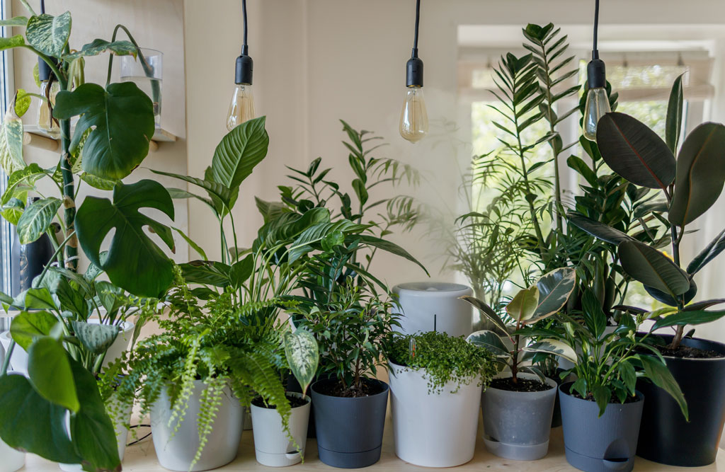 Photo of a lot of plants on a table