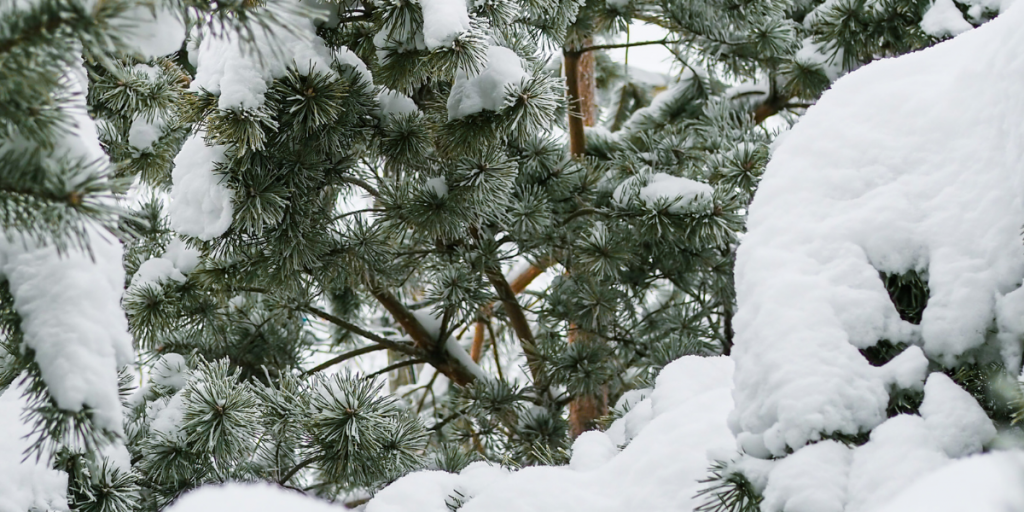 Snowy fir tree