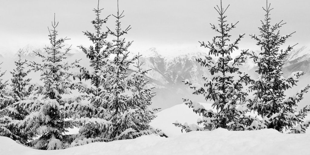 Snowy fir trees